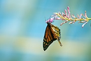 Monarch butterfly hanging from branch