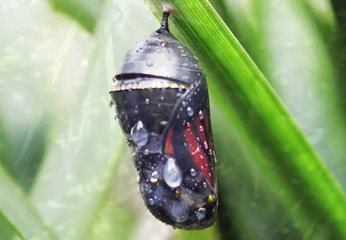 Monarch butterfly transformation in chyrsalis