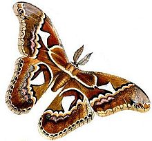 rithschildia orizaba brown moth