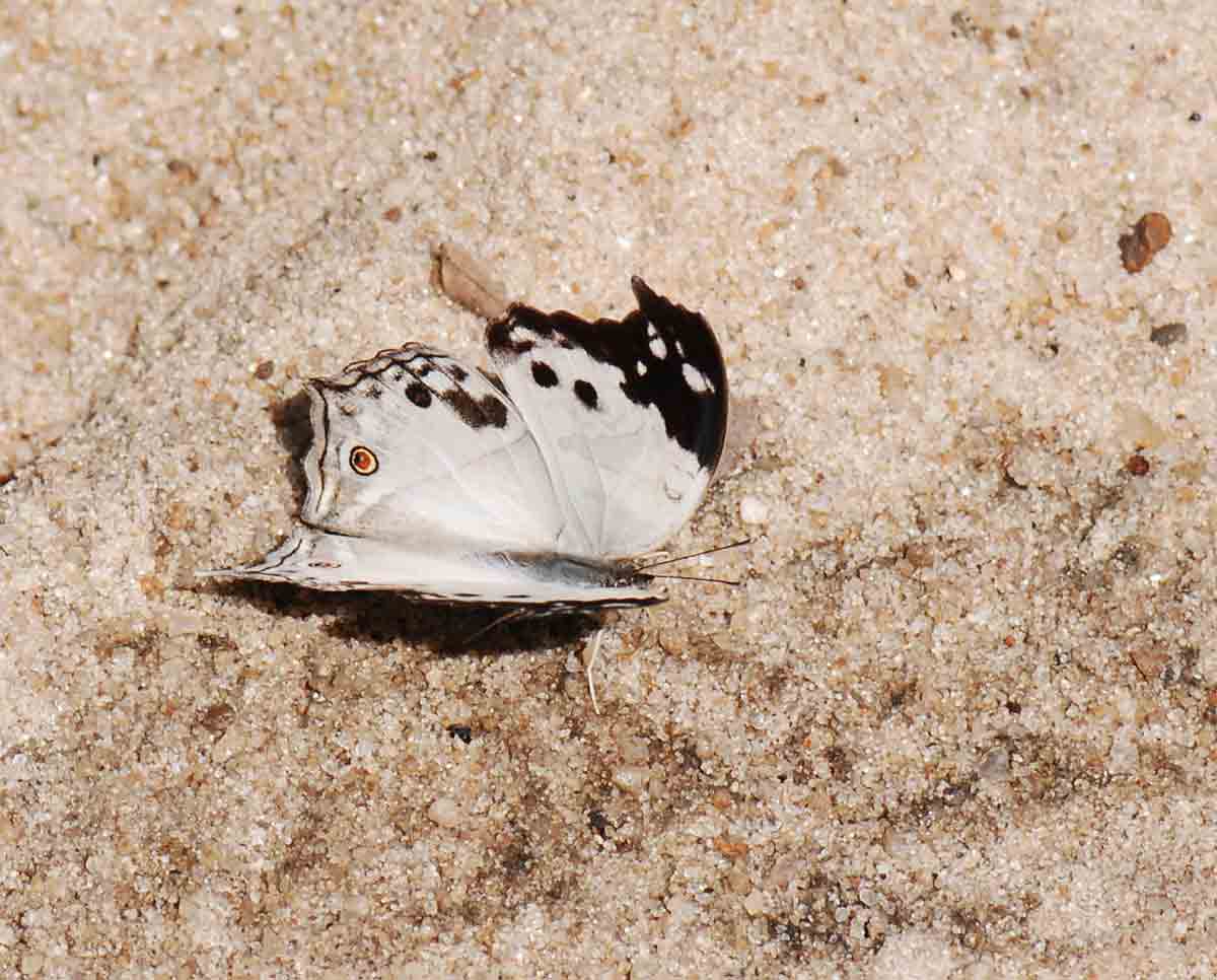 clouded mother of pearl -  Protogoniomorpha anacardii - white colored butterfly species