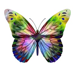 multicolored butterfly artistic image