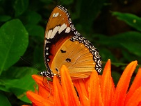 Orange Butterfly