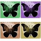 multicolored butterflies patterns