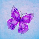 Pink butterfly blue background art