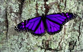 Beautiful purple butterfly