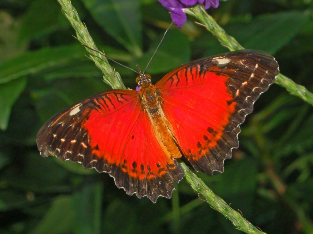 Red Lacewing - cethosia biblis - red colored butterfly species