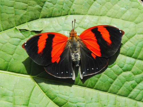 Red-striped leafwing - Siderone galanthis - red colored butterfly species