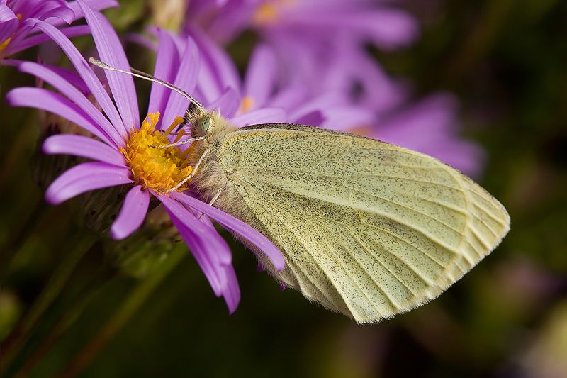 Pieris rapae - cabbage butterfly - white colored butterfly species