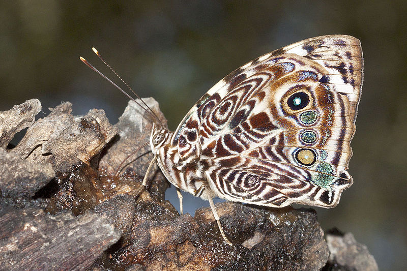 blomfilds beauty - smyrna blomfilda  - brown colored butterfly species