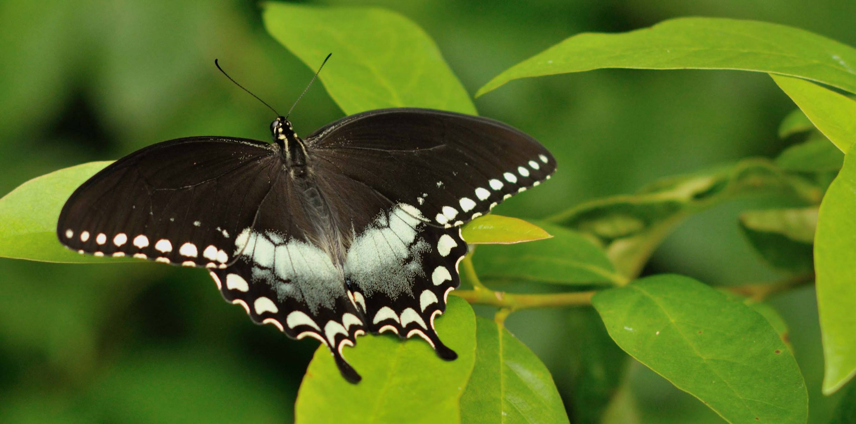 Spicebush Swallowtail - papilio troilus - black colored butterfly species