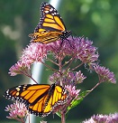 two monarch butterflies on pink flowers