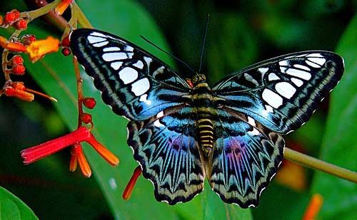 Blue Clipper Butterfly