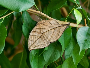 Dead Leaf Butterfly