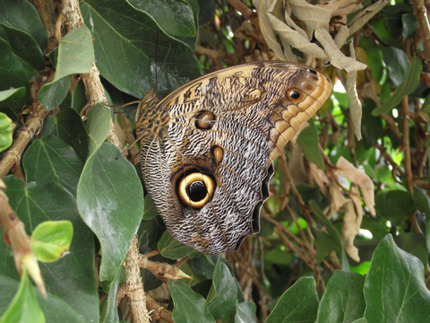 Forest Giant Owl Butterfly