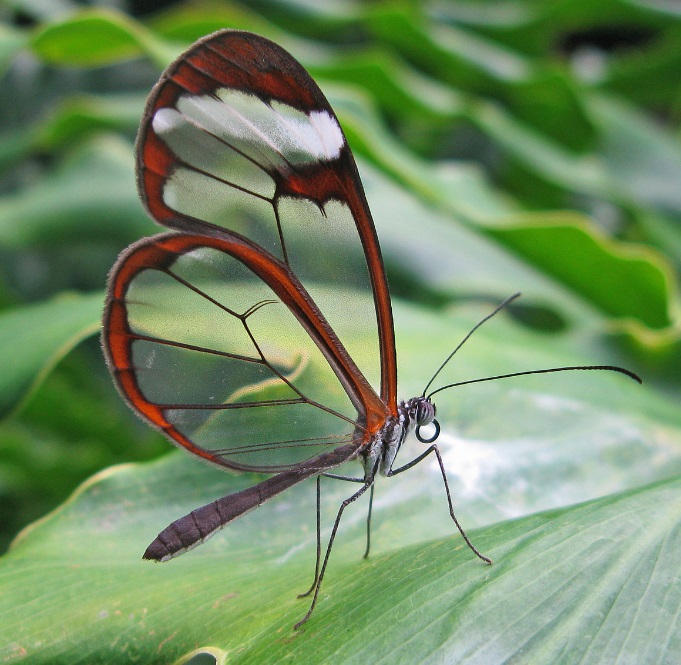 Glasswinged Butterfly