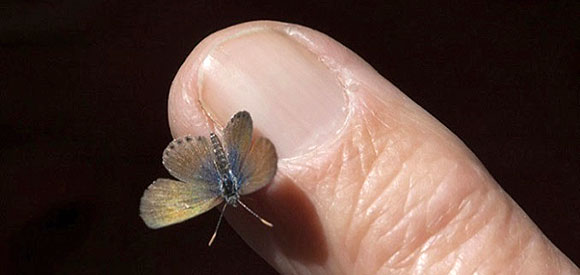 Blue Western Pygmy Butterfly