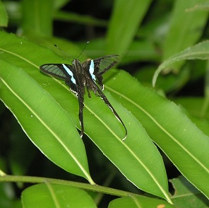 White dragon tail Butterfly