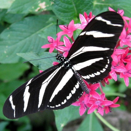 Zebra longwing Butterfly