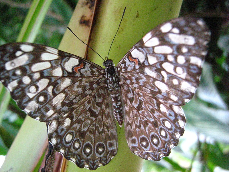 variable cracker - hamadryas feronia  - brown colored butterfly species