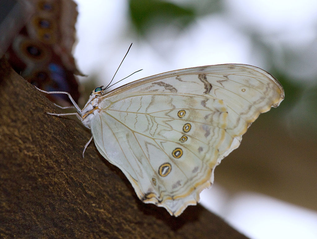 white morpho  -  Morpho polyphemus - white colored butterfly species