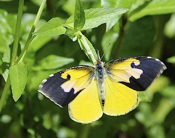 California DogFace - Zerene eurydice - yellow colored butterfly species