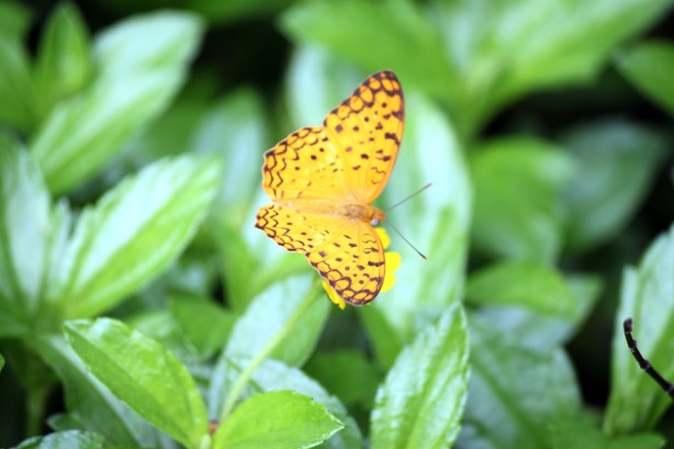A yellow butterfly symbol