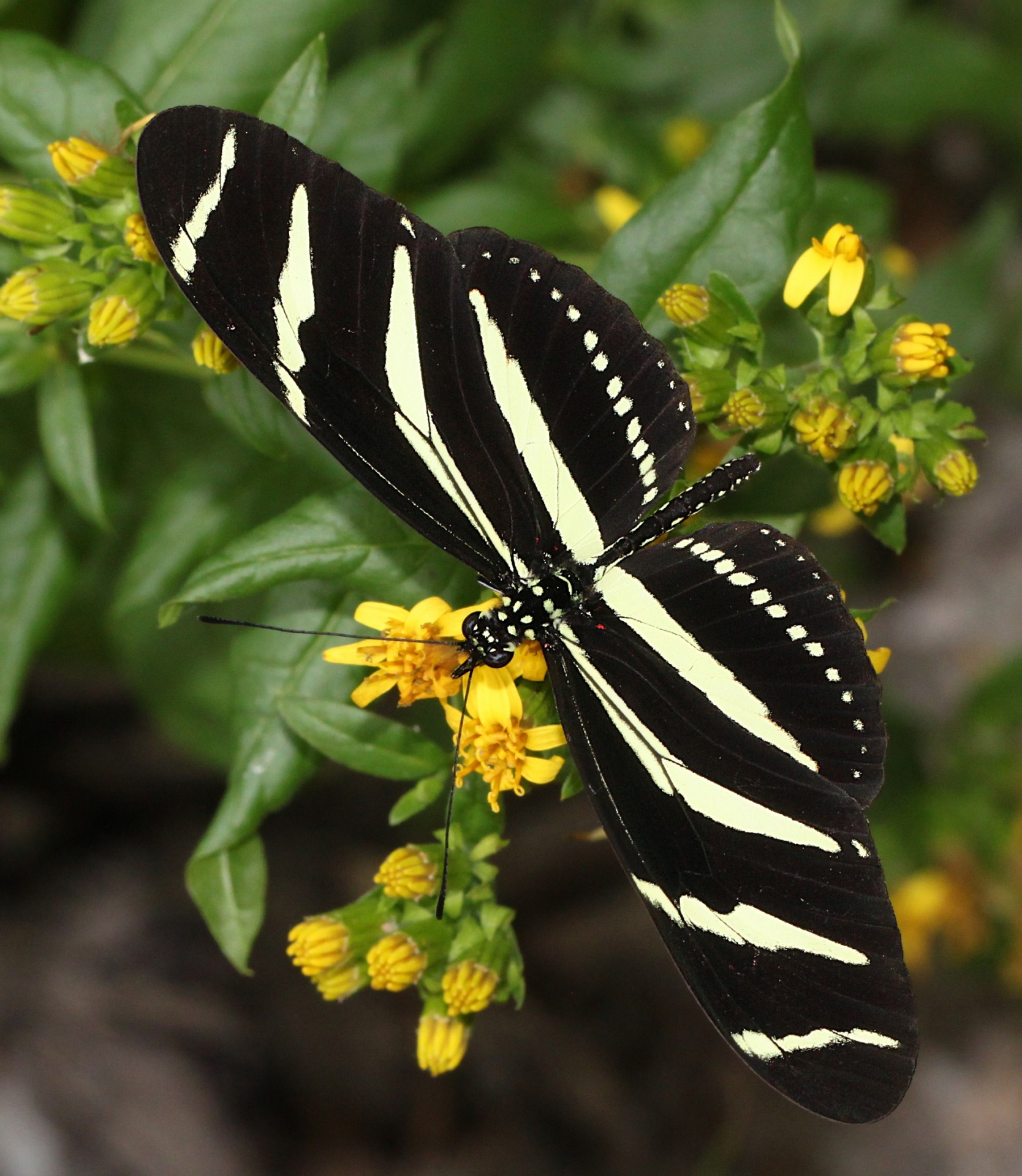Heliconius charithonia -zebra longwing - black colored butterfly species